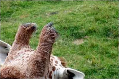 Quel est le nom des appendices osseux crâniens qui caractérise les girafes ?