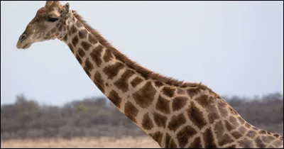 Combien de vertèbres le cou de la girafe possède-t-il ?