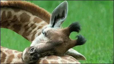 Quel est le temps de sommeil moyen dune girafe ?