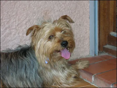 Hommage à mon chien que j'ai tant aimé ! Bien qu'il ait une allure rustique, quelle est sa race ?