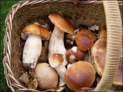 La cueillette des champignons est une activité passionnante. Que sont ces magnifiques spécimens ?