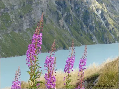 Ces jolies fleurs de montagnes sont des épilobes. Quel est leur autre nom ?