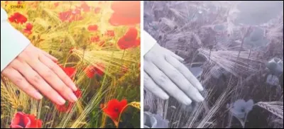 Quel est cet animal qui ne peut pas percevoir les couleurs vives ?