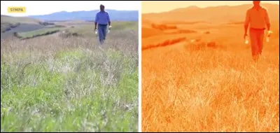 Quel animal voit le monde presque tout en orange ?