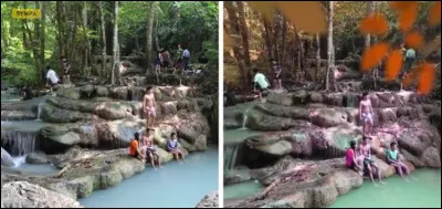 À quelle catégorie danimaux cette vue appartient-elle ?