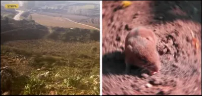 Cette oiseau a une vue très précise mais non colorée. De quel animal sagit-il ?