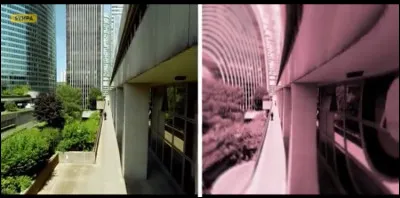 Cette vision appartient encore à un oiseau. Il s'agit de celle...