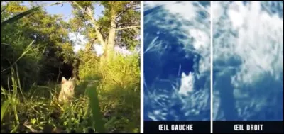 C'est fini avec les oiseaux maintenant. Cet animal a une vision très spéciale. De quel animal s'agit-il ?