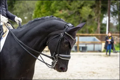 À quoi sert une bride ?