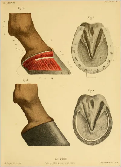 Combien de phalanges a le cheval ?