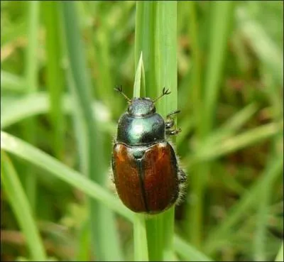 Quel animal tait connu par les Grecs sous le nom de mlolonthe ?