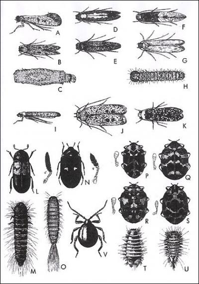 Lequel de ces animaux n'est pas un insecte ?