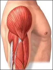 Lequel a le plus grand nombre de muscles ?