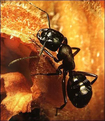 Quel est le cri de la fourmi ?