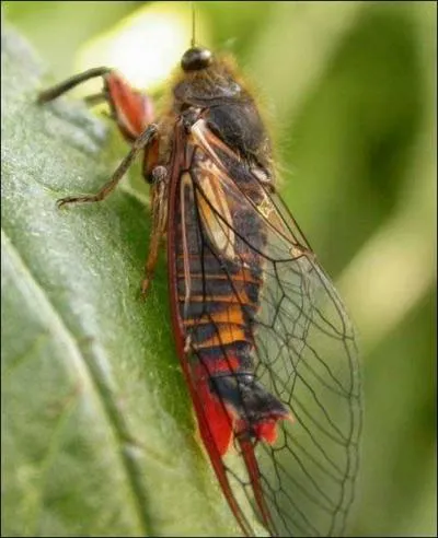 Lequel d'entre eux chante ?