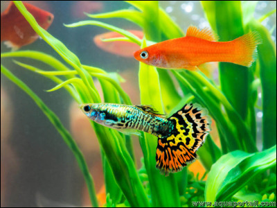 Un autre poisson arrive dans ton aquarium. Quelle est ta réaction ?