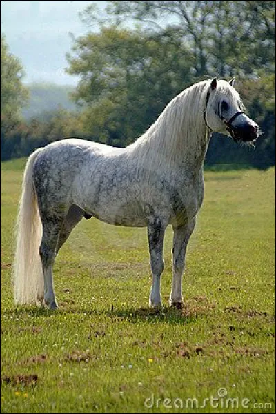 Quelle est la race de ce cheval ?
