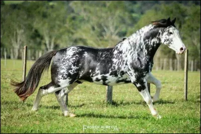 Quelle est la race de ce cheval ?