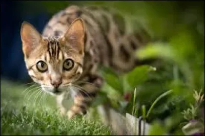 Le bengal déteste-t-il nager ?