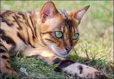 Doù est-il originaire ?