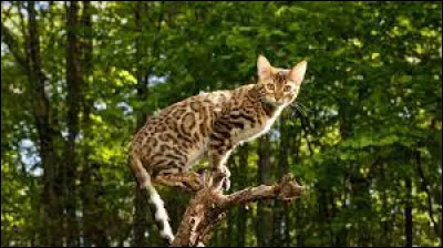 Quel est son caractère ?