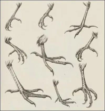 Combien de doigts lobés (doigts) les oiseaux possèdent-ils ?