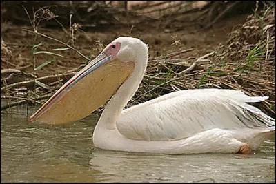 Comment appelle-t-on les becs des pélicans et de marabouts ?