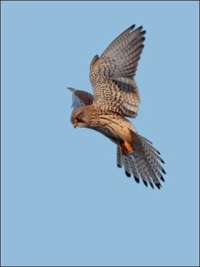 Comment appelle-t-on le fait le fait qu'un oiseau fasse du surplace en vol ?