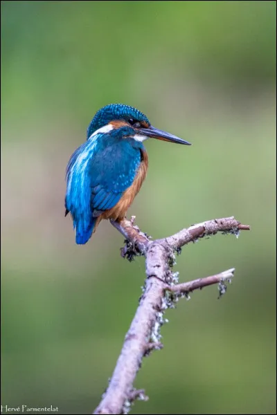 Quel est cet oiseau ?