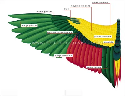 Lequel de ces oiseaux a la plus grande envergure ?