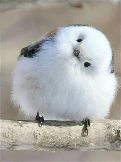 Quel est le plus petit oiseau du monde ?