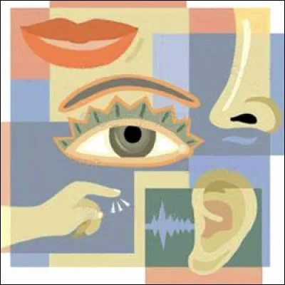 Lequel de ces sens est surdéveloppé chez les rapaces ?