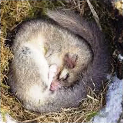 Quel &eacute;tat de sant&eacute; accidentel et anormal est appel&eacute; hibernation quand il est r&eacute;gul&eacute; ?