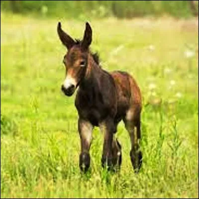 Dans quelle s&eacute;rie le personnage principal est-il entour&eacute; de subalternes surnomm&eacute;s les Mulets ?