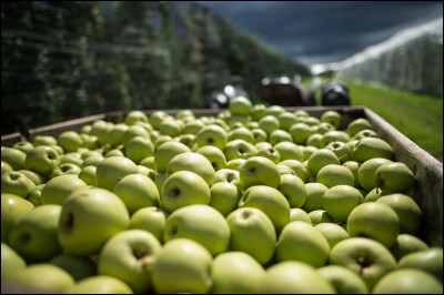 Quel pays est le plus grand producteur de pommes ?
