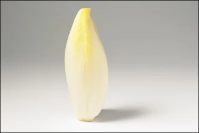 Comment appelle-t-on l'endive dans le Nord de la France ?