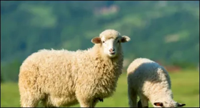 Quel est cet animal ?