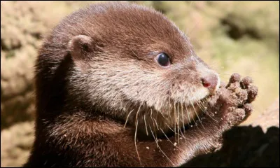 Quel est cet animal ?