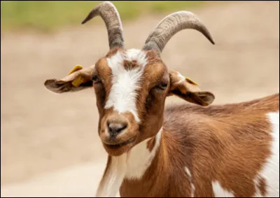 Quel est cet animal ?