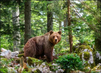 Quel est cet animal ?