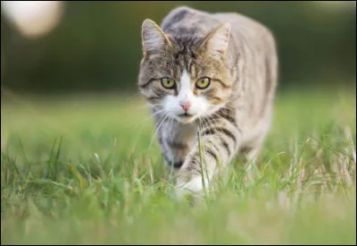 Qu'est-ce que c'est ?