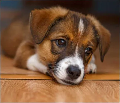 Quel est cet animal ?