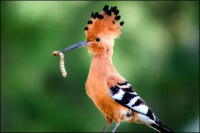 Quel est cet animal ?