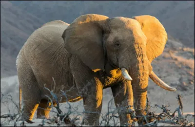 Quel est cet animal ?