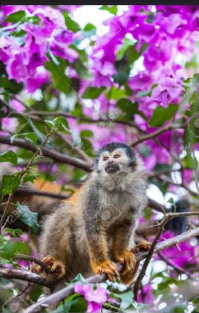 Quel est cet animal ?