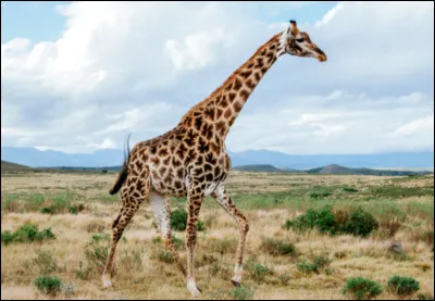 Et enfin celui-ci se nomme :