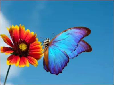 Qu'est-ce que c'est ?