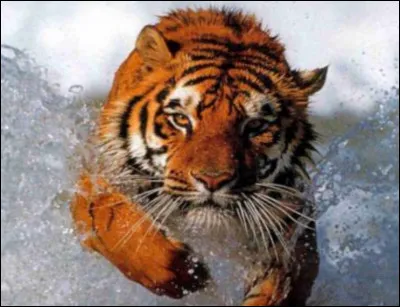 Qu'est-ce que c'est ?