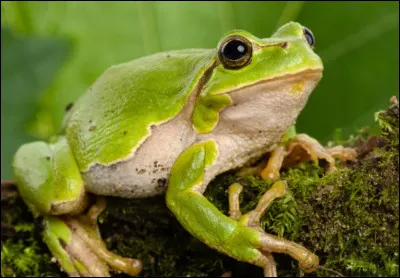 Quel est cet animal ?