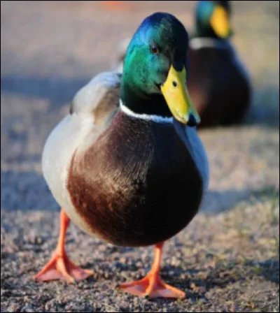 Qu'est-ce que c'est ?